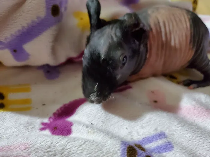 Skinny Pigs 12