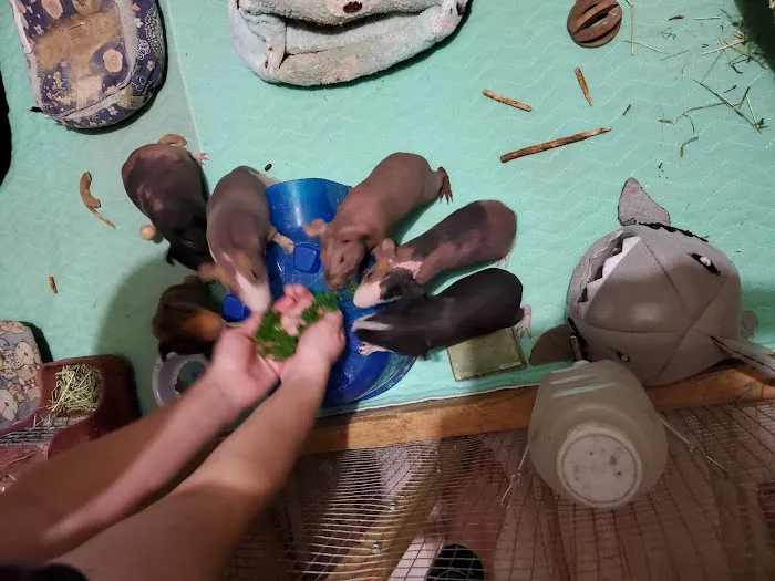 Skinny Pigs 12