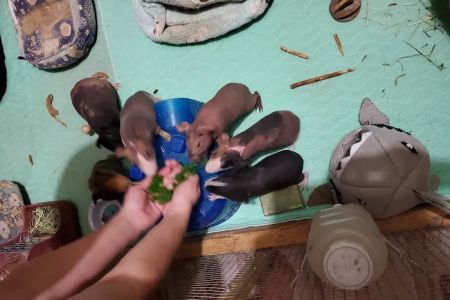 Skinny Pigs