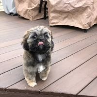 Groveport Animal Clinic ico