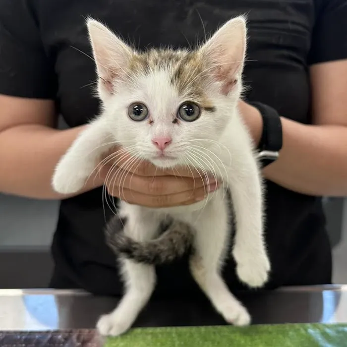 Groveport Animal Clinic 12