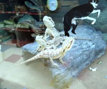 Petco