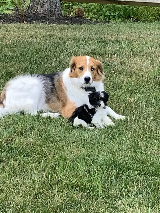 Animal Care Center at Cherry Way 12