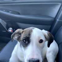 Animal Care Center at Cherry Way ico