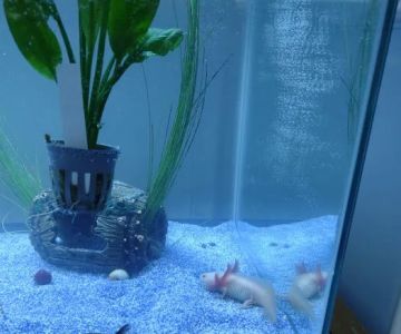 Uinta Axolotls