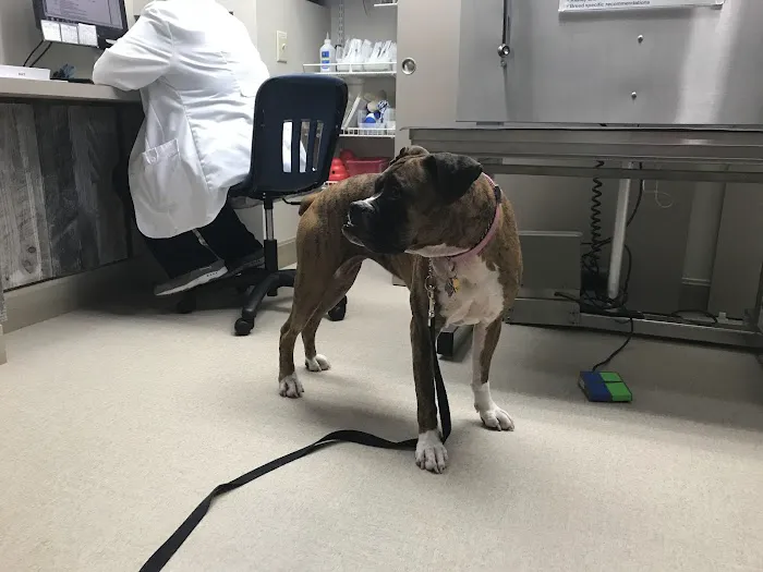 Dogs Only Medical Center 12