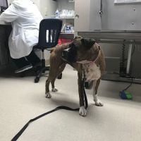 Dogs Only Medical Center ico