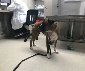 Dogs Only Medical Center