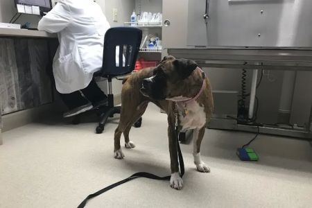 Dogs Only Medical Center