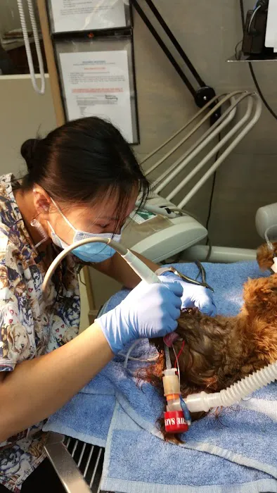 Ohio Veterinary Dental Service 12