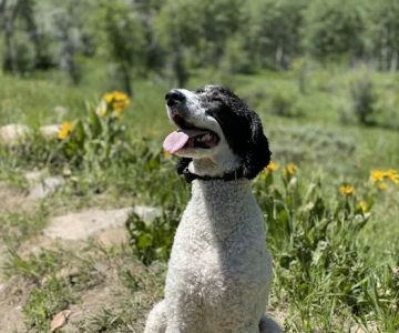 Country Haven Standard Poodles