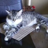 Reynoldsburg Animal Hospital ico