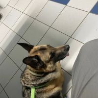 Cross Creeks Animal Hospital ico