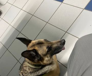 Cross Creeks Animal Hospital