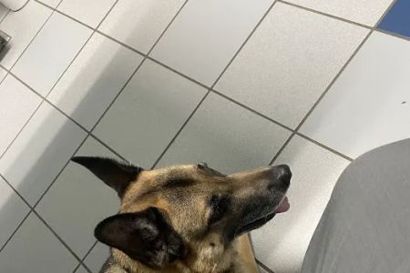 Cross Creeks Animal Hospital