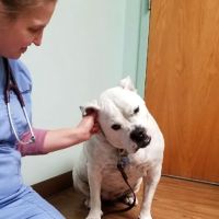 Groveport Canal Animal Hospital ico