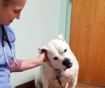 Groveport Canal Animal Hospital