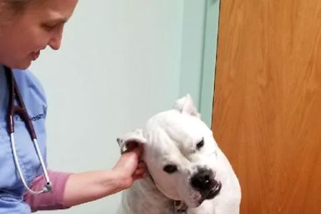 Groveport Canal Animal Hospital