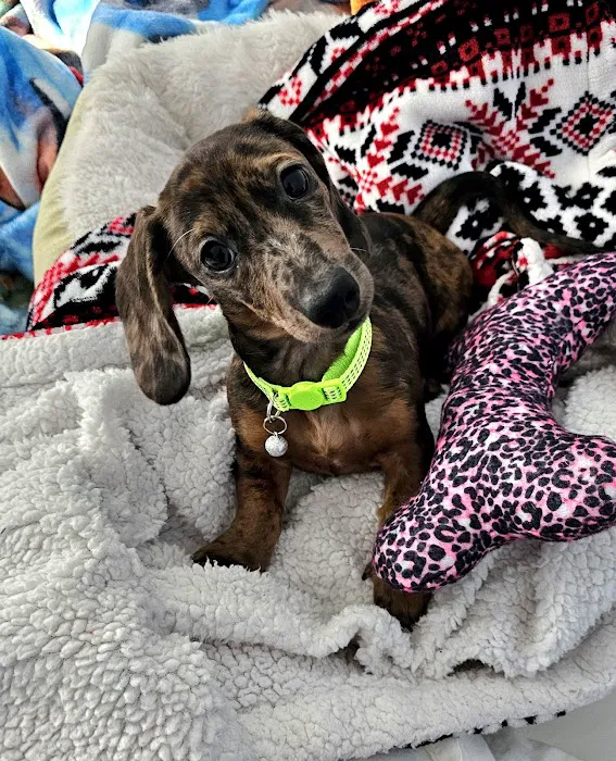 Whole Pet Wellness Center 12