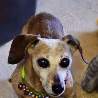 Whole Pet Wellness Center ico
