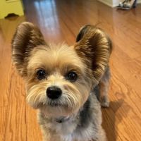 Animal Hospital of New Albany ico