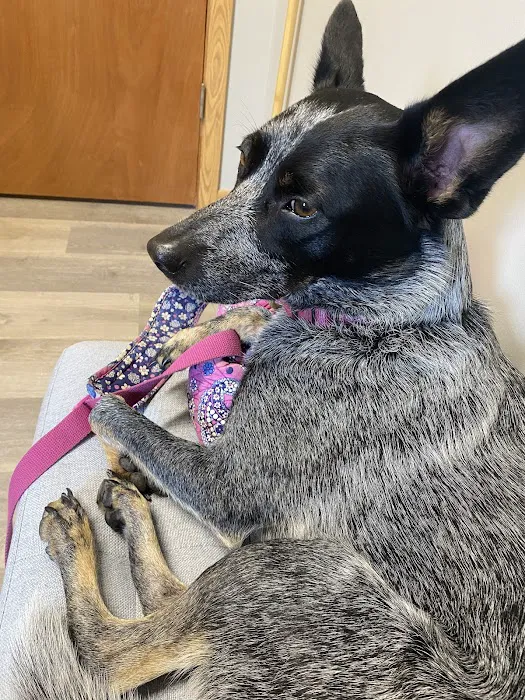 Aurora Urgent Veterinary Clinic 8
