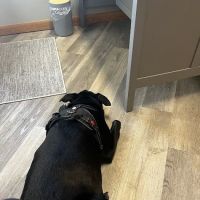 Aurora Urgent Veterinary Clinic ico
