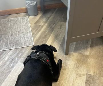Aurora Urgent Veterinary Clinic