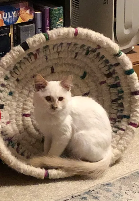 Aurora Urgent Veterinary Clinic 2