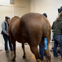 Stillwater Equine Veterinary Clinic ico