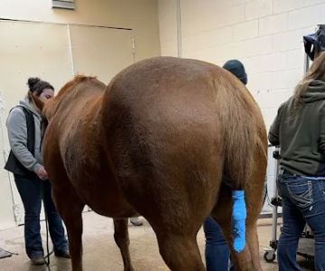 Stillwater Equine Veterinary Clinic