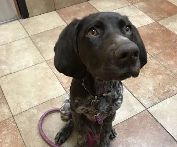 Banfield Pet Hospital