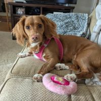 Otter Lake Animal Care Center ico