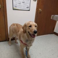 Centennial Veterinary Clinic ico