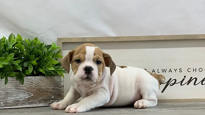 Blaine Central Veterinary Clinic 8