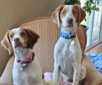 Blaine Area Pet Hospital PA