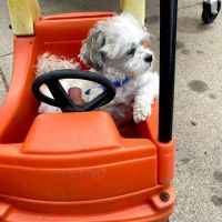 BluePearl Pet Hospital Blaine ico