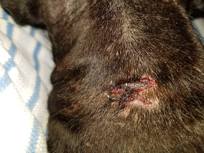 BluePearl Pet Hospital Blaine 12