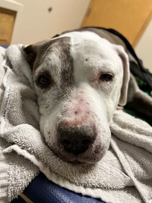 BluePearl Pet Hospital Blaine 12