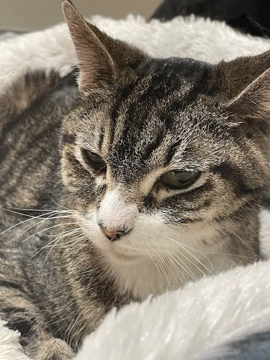 BluePearl Pet Hospital Blaine 12