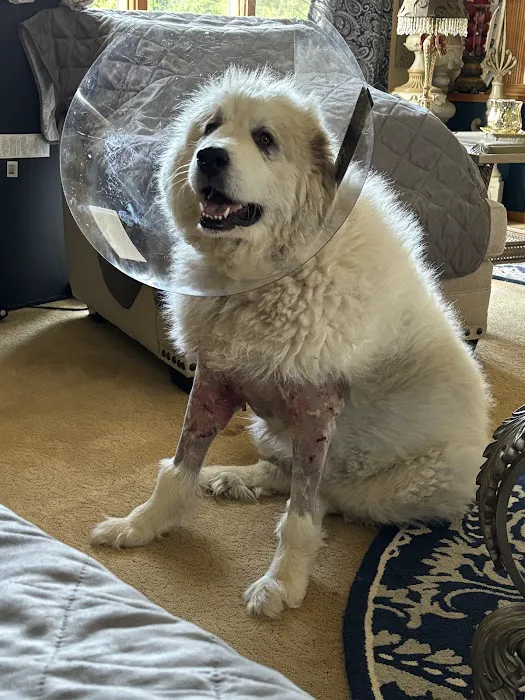 BluePearl Pet Hospital Blaine 12