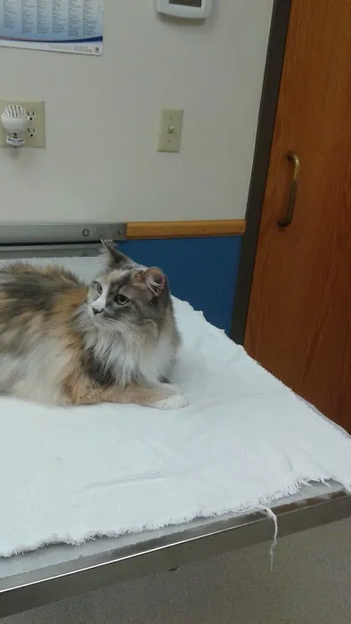 VCA Bloomington Animal Hospital 3