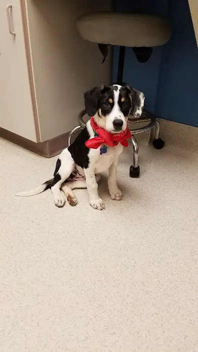 VCA Bloomington Animal Hospital 1