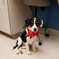 VCA Bloomington Animal Hospital ico