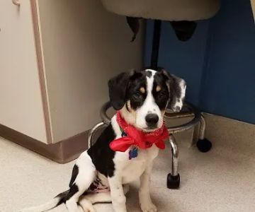 VCA Bloomington Animal Hospital