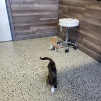 Nova Veterinary Clinic ico