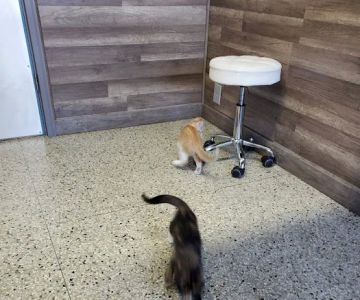 Nova Veterinary Clinic