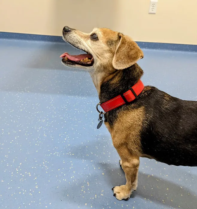 Nova Veterinary Clinic 3