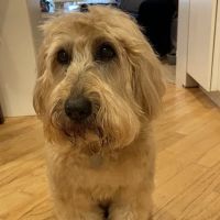 Edina Pet Hospital ico