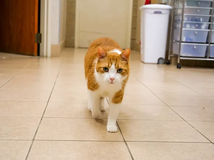 Edina Pet Hospital 5
